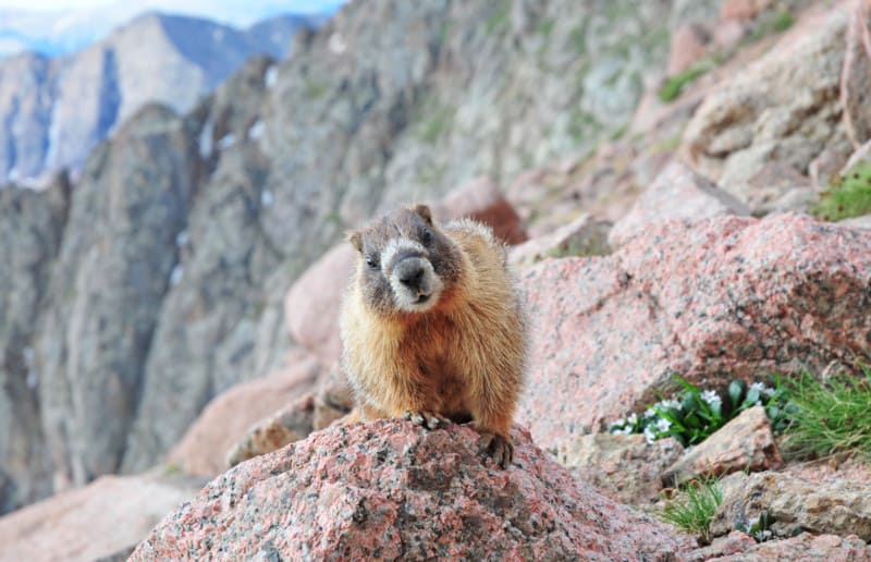 Marmot looking at the camera in the mountains