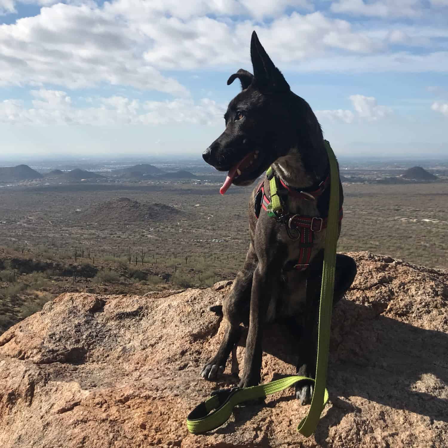 Brindle puppy sitting on a rock in a desert landscape