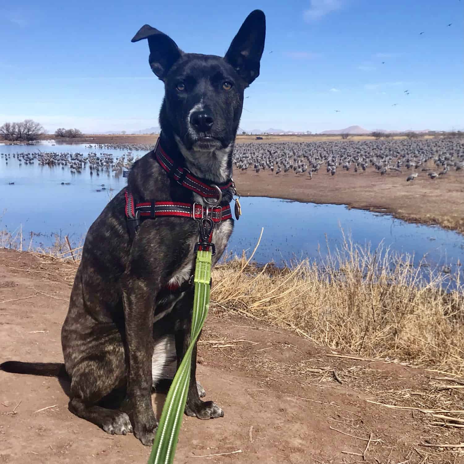 Brindle puppy sitting beside a lake with thousands of Sandhill Cranes