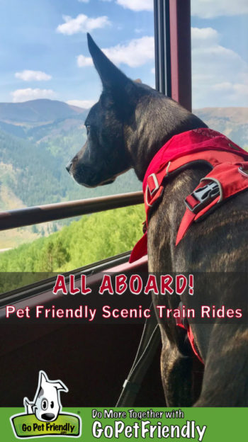 Brindle dog in a red harness admiring a mountain view from a scenic train ride in Leadville, CO