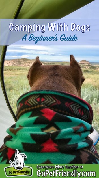 A pitbull dog in a snuggie camping and enjoying a view of the grasslands