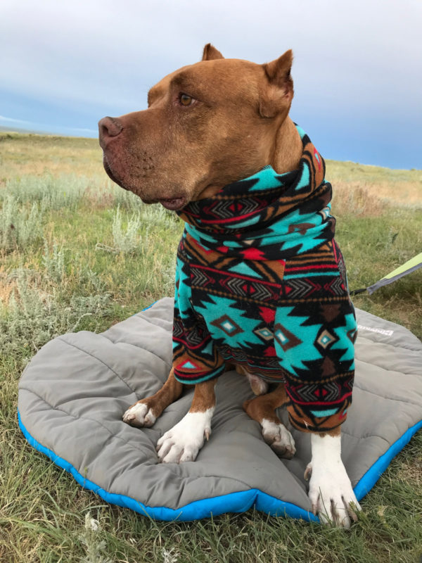 Dog in a sweater sitting on a dog sleeping bag