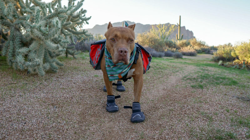 Dog in boots with a backpack on a camping trip