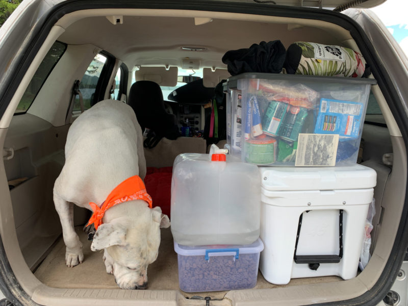 Dog in the back of a car packed for a camping trip