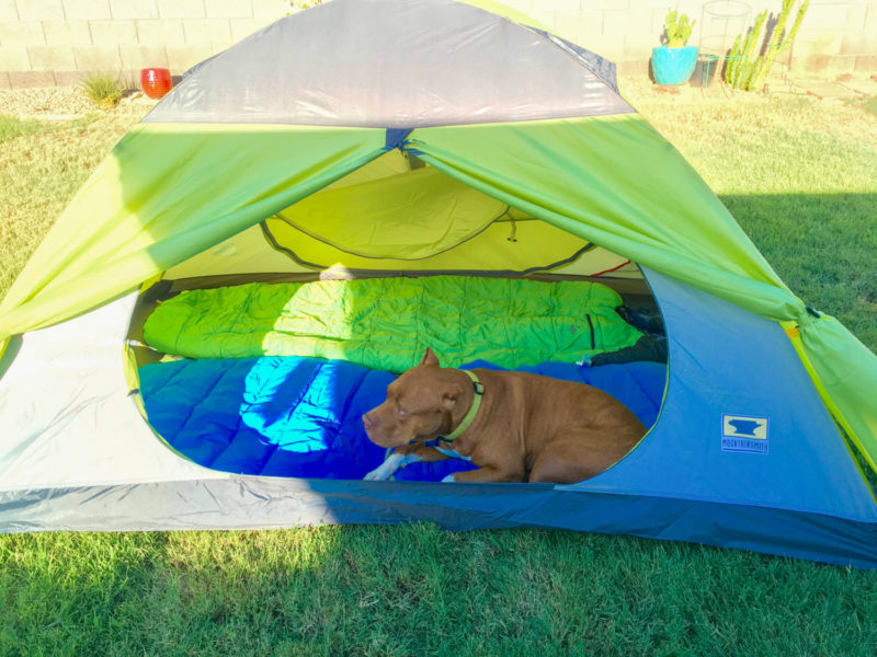 Dog laying in a green tent
