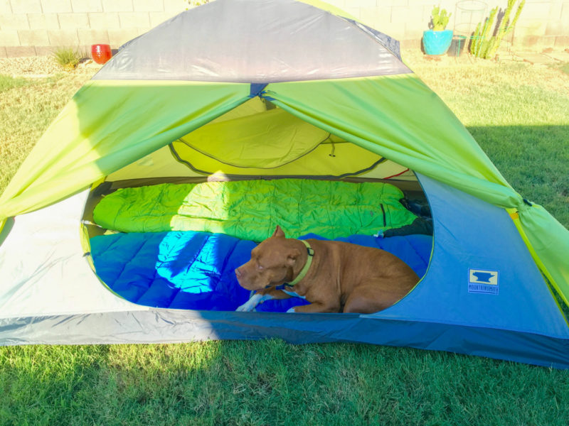 A Guide to Dog Allergies - Camping With Dogs