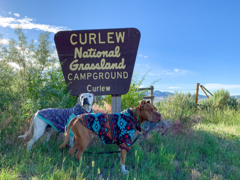 Two pitbull dogs on a camping trip to Curlew National Grassland