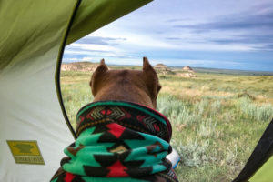 A pitbull dog in a snuggie camping and enjoying a view of the grasslands