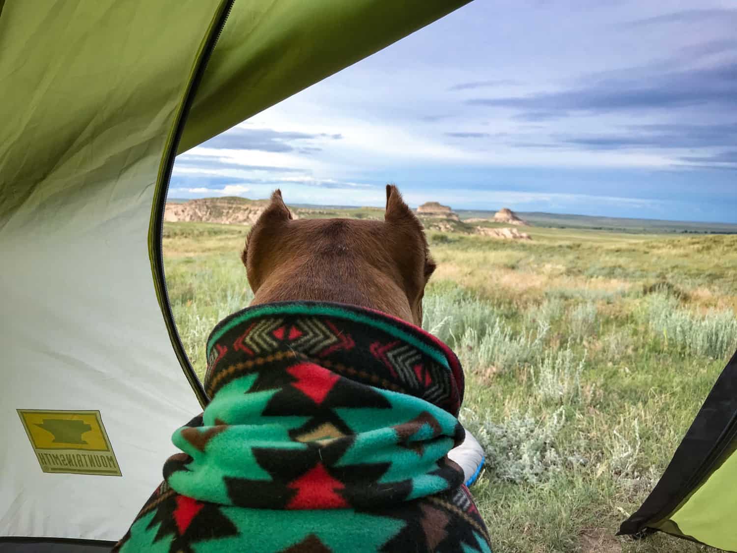 A pitbull dog in a snuggie camping and enjoying a view of the grasslands