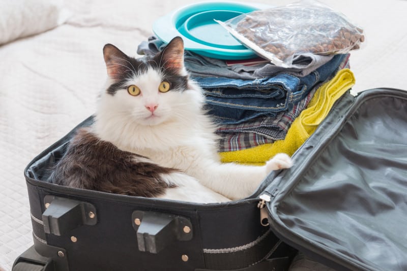 Gato gris y blanco sentado en una maleta empacada mirando directamente a la cámara