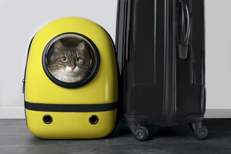 The cat in the yellow backpack sits next to the black suitcase