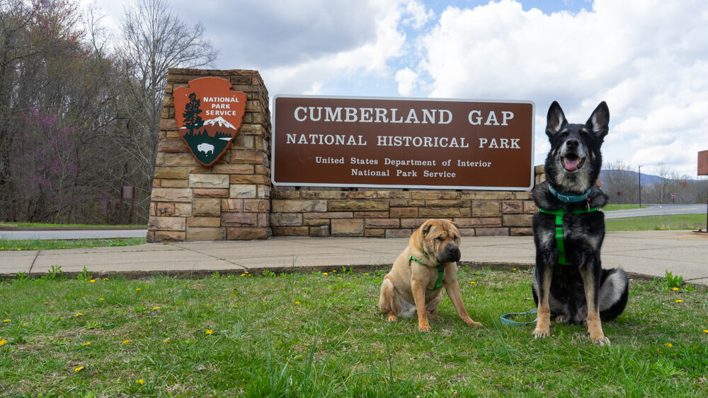Shar-pei and German Shepherd dogs posing in front of the Cumberland Gap National Historic Site sign in Cumberland, KY