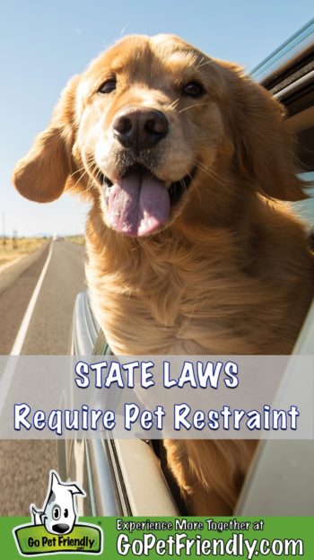 Golden Retriever dog with his head out the window of a car where state requires pets to be restrained