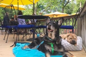 German Shepherd Dog and Shar-pei on the patio at a pet friendly winery in the Finger Lakes, NY