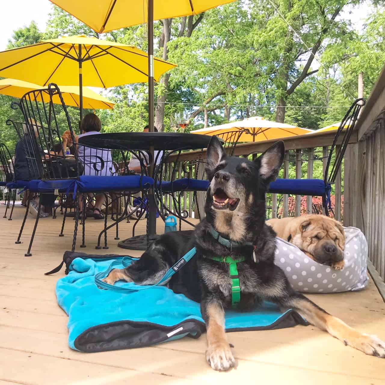 Chien de berger allemand et Shar-pei sur la terrasse d'un domaine viticole acceptant les animaux domestiques dans les Finger Lakes, NY