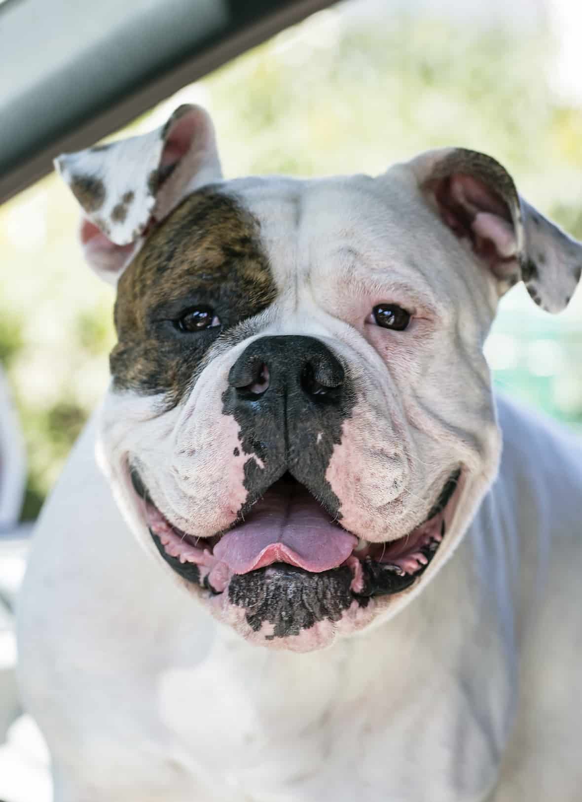 Bulldog smiling and looking out the car window