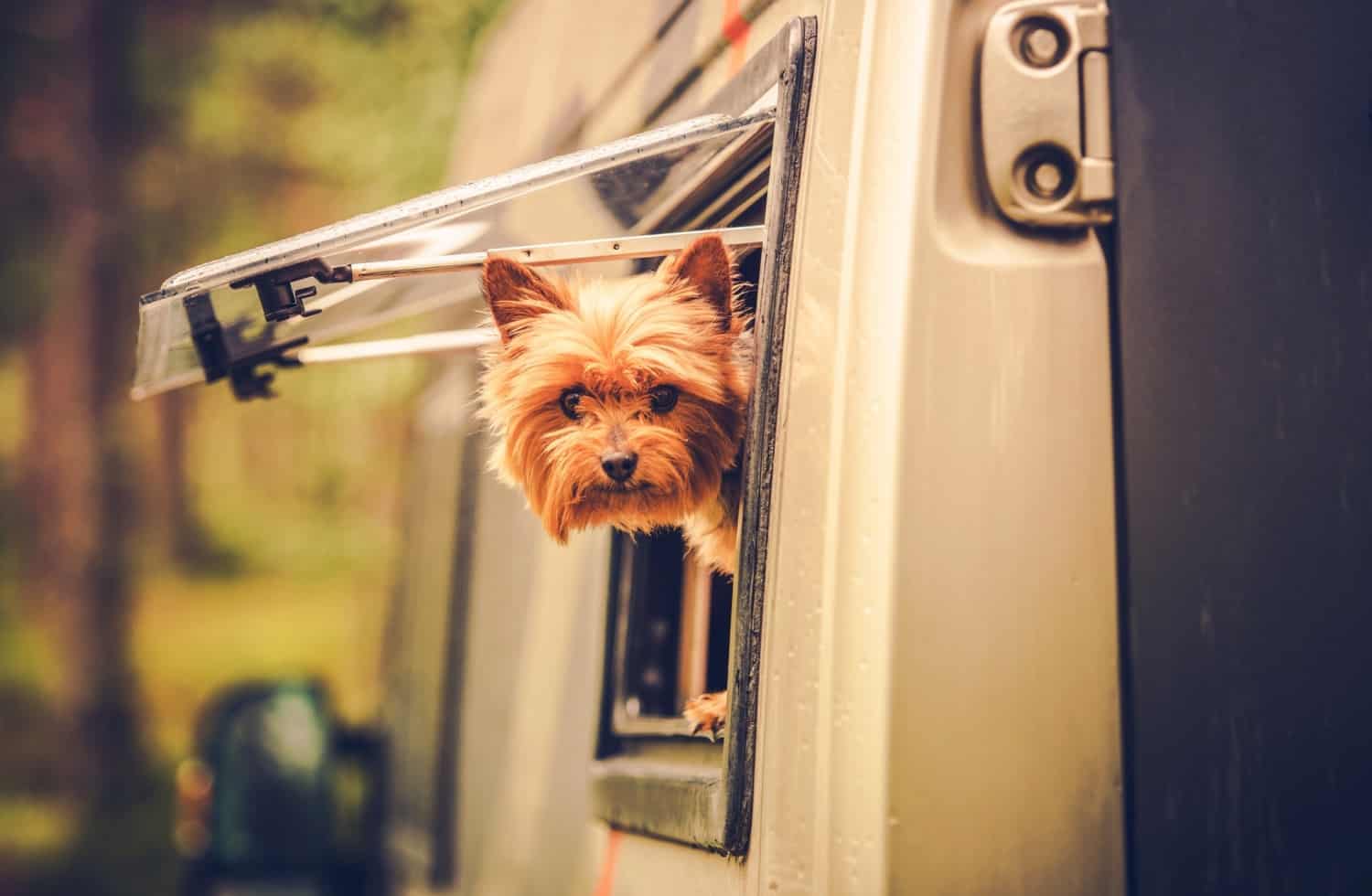 Small dog with his head sticking out the window of a motorhome