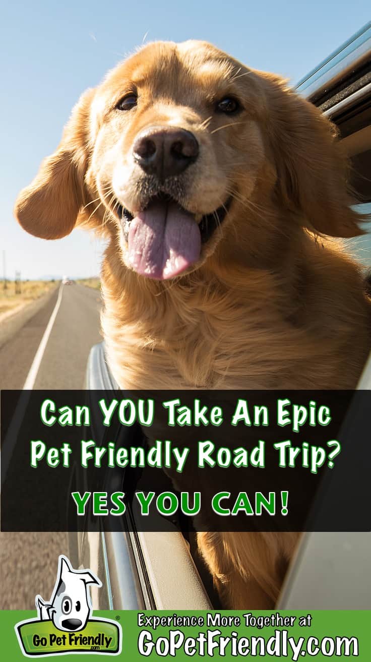 Golden Retriever Dog smiling with his head out the window of a car on a pet friendly road trip