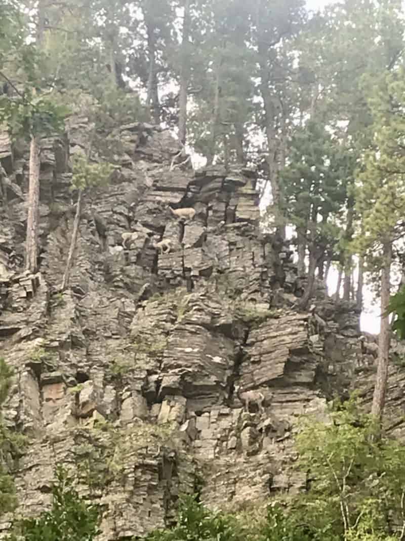 Bighorn sheep on rock ledges in Custer State Park, South Dakota