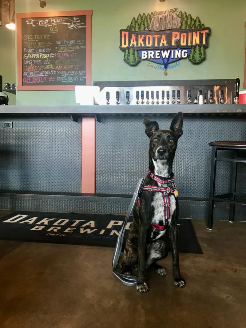 Brindle dog at Dakota Point Brewing in the Black Hills, South Dakota