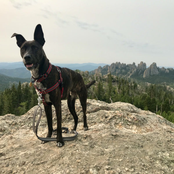 Pet Friendly Custer State Park and South Dakota...