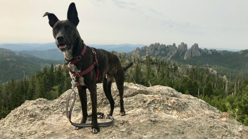 Brindle dog on pet friendly Trail #9 to Black Elk Peak in Custer State Park, South Dakota