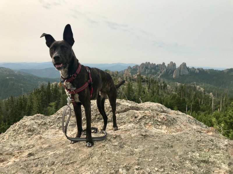 Brindle dog on pet friendly Trail #9 to Black Elk Peak in Custer State Park, South Dakota