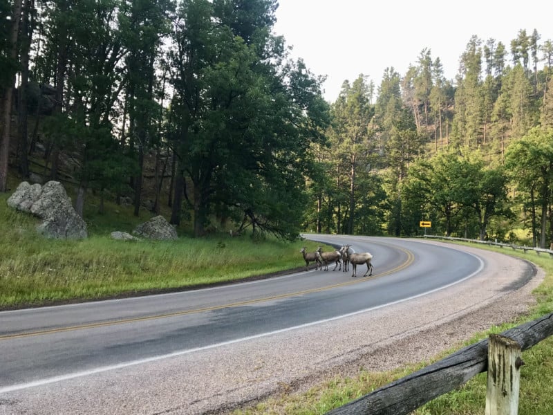 Bighorn sheep on Wildlife Loop in Custer State Park in South Dakota