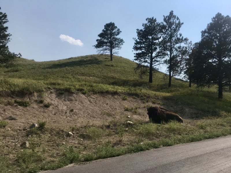 Bison laying in the dirt along Wildlife Loop in Custer State Park in South Dakota