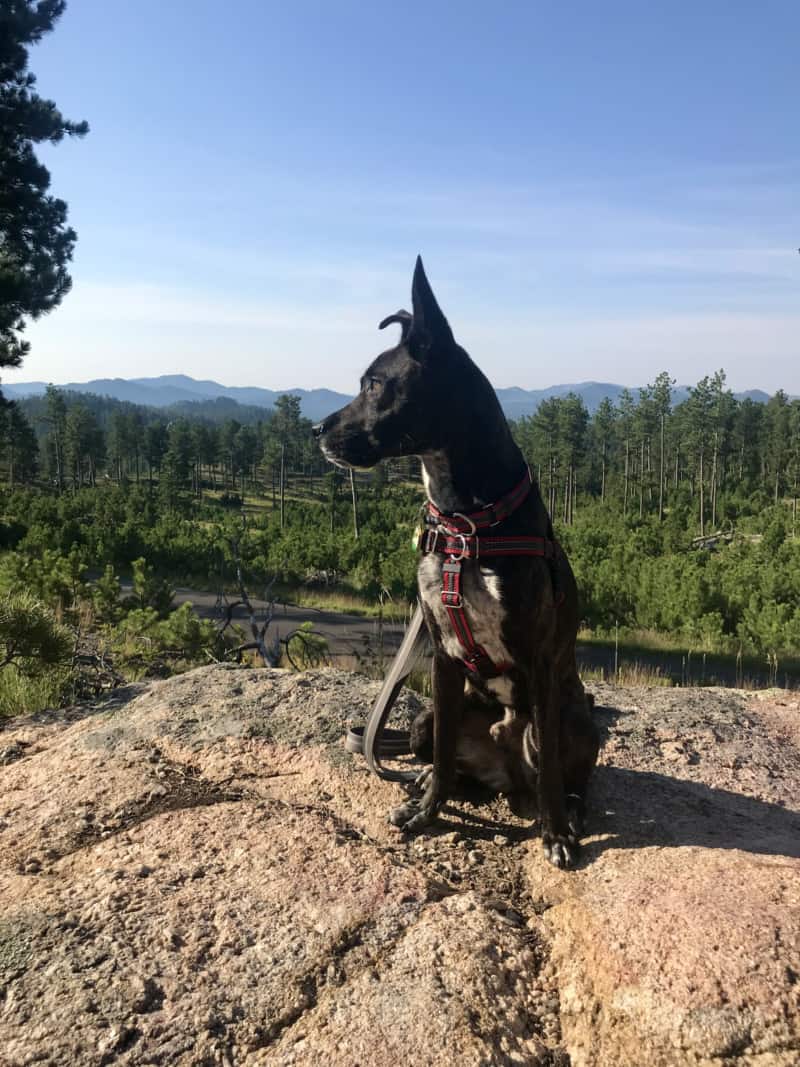 Brindle dog admiring the view in the Black Hills National Forest, South Dakota