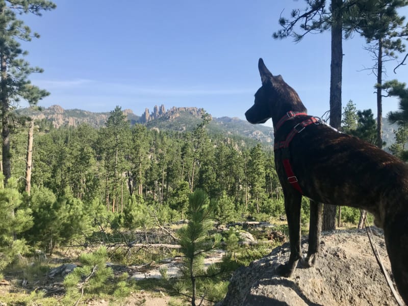 Brindle dog admiring the view on Needles Highway in pet friendly Custer State Park, SD