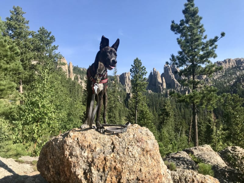 Brindle dog admiring the view on Needles Highway in pet friendly Custer State Park, SD