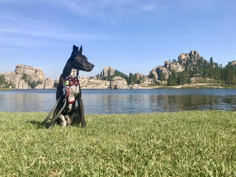 Brindle dog at Sylvan Lake in pet friendly Custer State Park in South Dakota