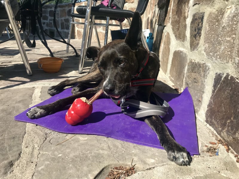 A dog with a Kong toy on the patio of Sylvan Lake Lodge in Custer State Park, South Dakota