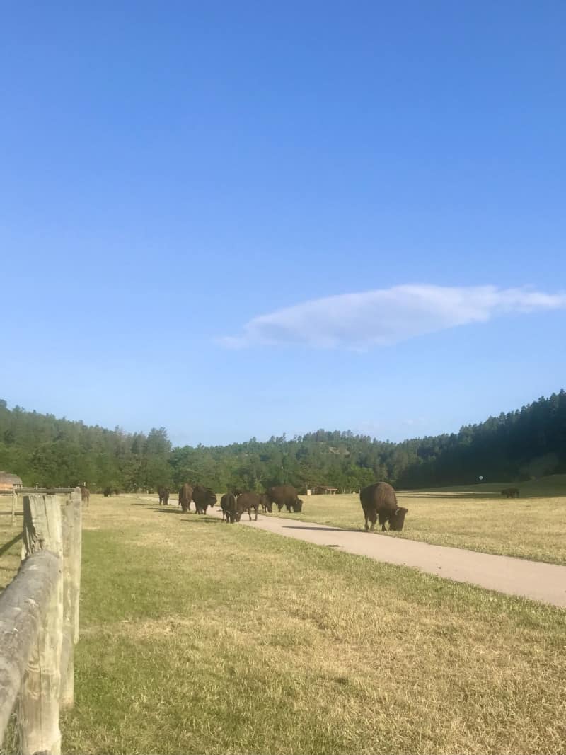 Bison grazing along Creekside Trail in Custer State Park, South Dakota