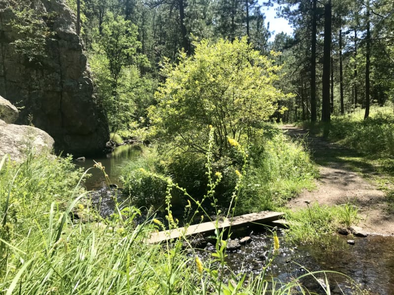 Pet friendly Grace Coolidge Walk-in Trail at Custer State Park, South Dakota