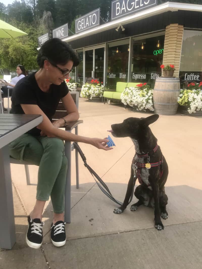 Brindle dog eating gelato on the pet friendly patio at Grapes & Grinds in Keystone, SD