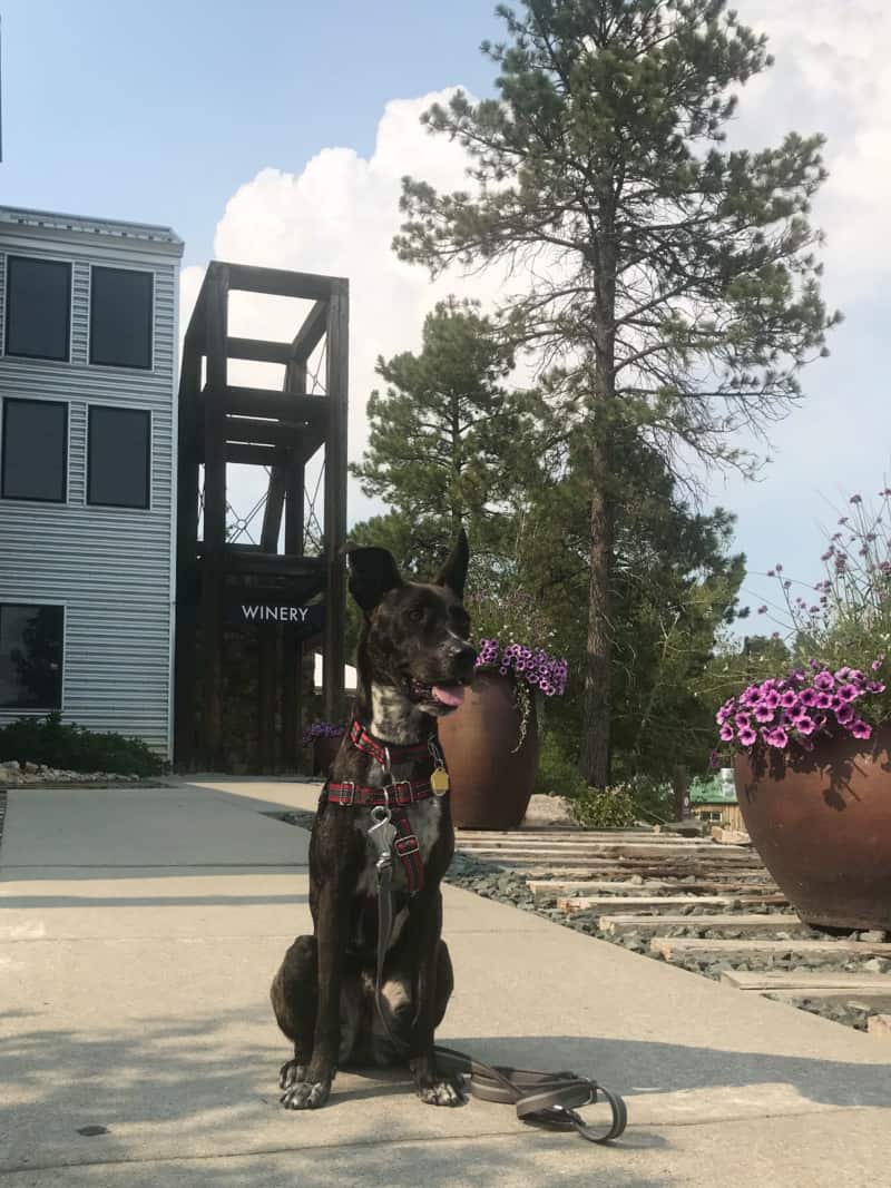 Brindle dog in front of pet friendly Prairie Berry Winery in Hill City, SD