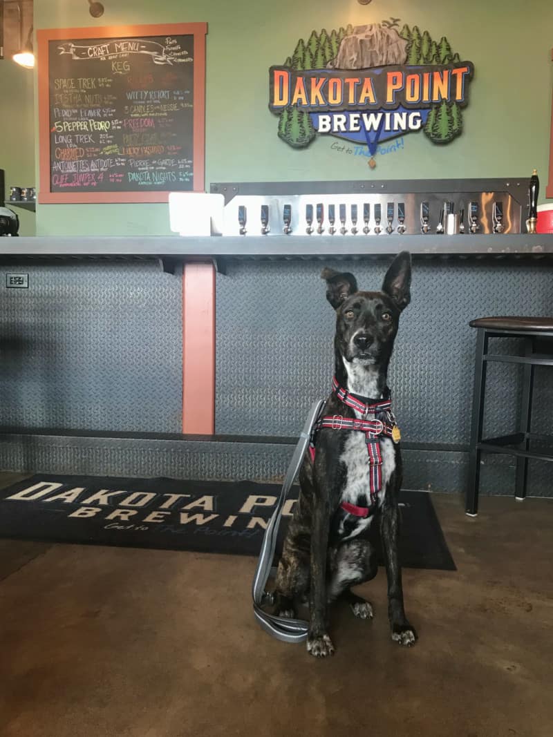 Brindle dog at the bar in pet friendly Dakota Point Brewing in Rapid City, SD