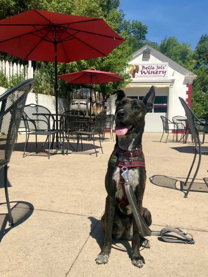 Brindle dog on the outdoor patio at pet friendly Belle Joli Tasting Room in Deadwood, SD