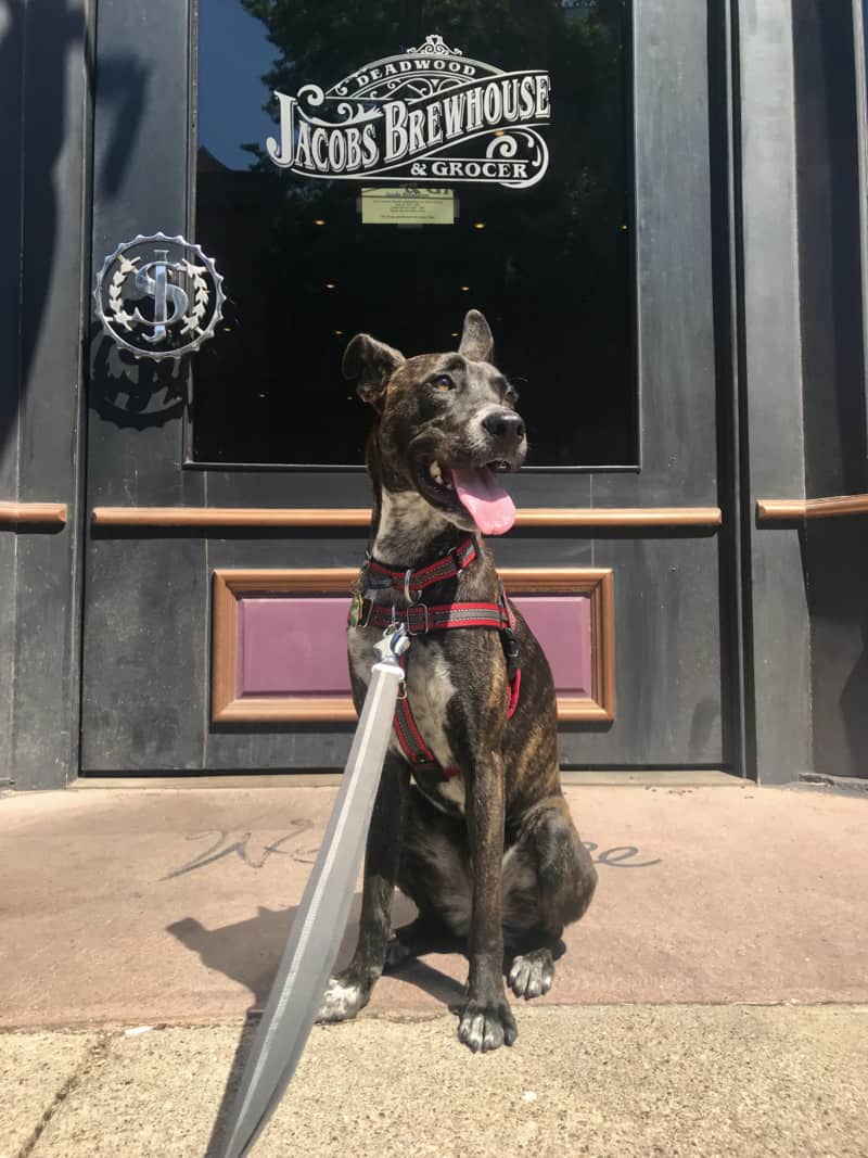 Brindle dog at the front door of pet friendly Jacobs Brewhouse & Grocer in Deadwood, SD