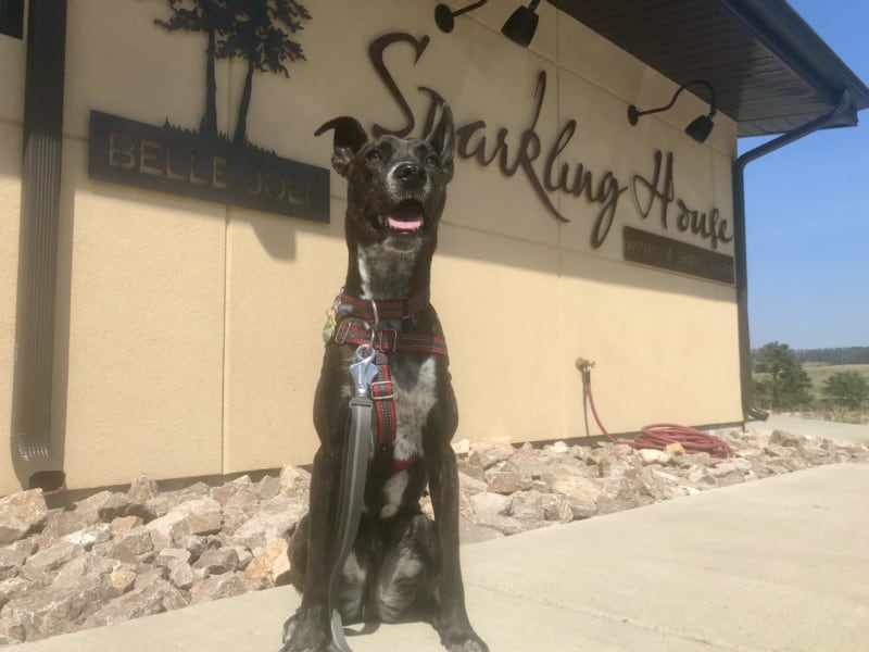 Brindle dog at pet friendly Belle Joli Winery Sparkling House in Sturgis, SD