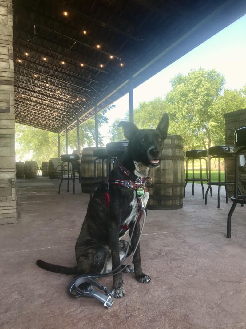 Brindle dog on the patio at pet friendly Sturgis Brewing Company in Sturgis, SD