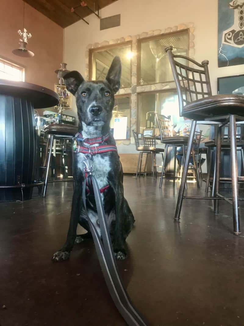 Brindle dog at Crow Peak Brewing Company in Spearfish, SD