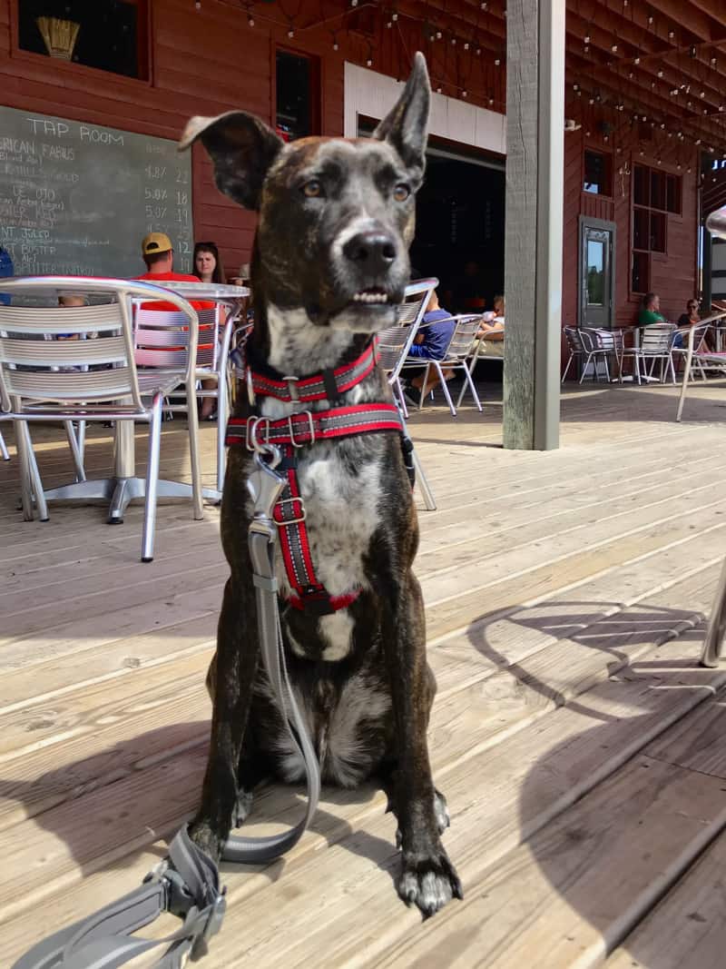 Brindle dog on the porch at pet friendly Mt. Rushmore Brewing Company in Custer, SD