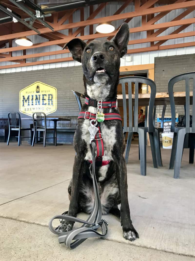 Brindle dog on the patio at pet friendly Miner Brewing Company in Hill City, SD