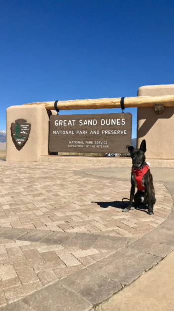 Brindle dog sitting beside the sign for Great Sand Dunes National Park in Colorado