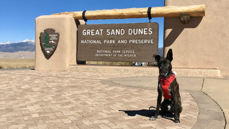 كلب من نوع Brindle يجلس بجانب لافتة منتزه Great Sand Dunes National Park في كولورادو