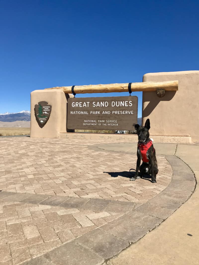 Visiting Great Sand Dunes National Park With Pets