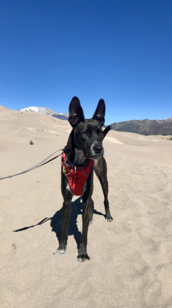 Dog in a red harness on the dunes in Great Sand Dunes National Park in Colorado